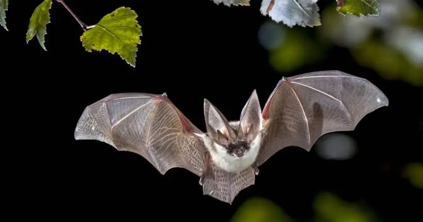A la découverte des Chauves-Souris